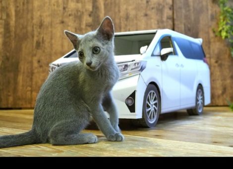 トヨタ自動車様 アルファード